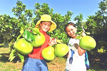 澄邁：富硒品牌農(nóng)業(yè)進一步做大做強