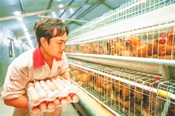 文昌：拓展文昌雞產業(yè)鏈發(fā)展深加工提高附加值