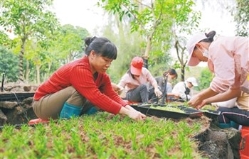 海口：近年來石斛產(chǎn)業(yè)“遍地開花”