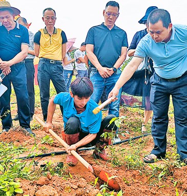 儋州大成鎮(zhèn)：打造黃皮采摘園和黃皮種植基地