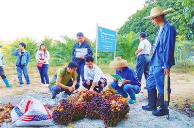 “熱油6號”適宜在海南及相似氣候區(qū)域推廣種植