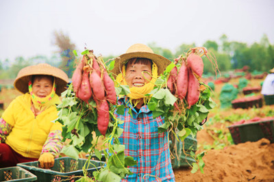 儋州光村村委會(huì)：地瓜迎豐收，農(nóng)戶采收忙