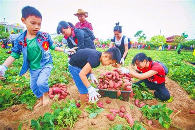 澄邁橋頭地瓜迎收獲季，遠銷北京、日本、加拿大等地