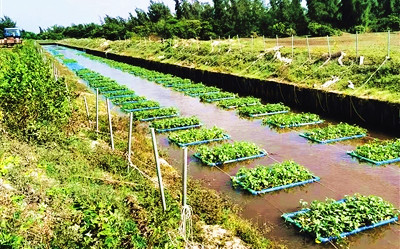 文昌：河流水域種植空心菜、水芹菜等成本低、效果好