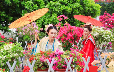 瓊山三角梅共享農(nóng)莊：看花海、走花道、聞花香、聽花吧