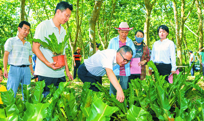 海口瓊山區(qū)樂來村橡膠林下種蕨菜 林菜共生助增收