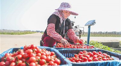 定安潭黎村圣女果迎來收獲時節(jié)