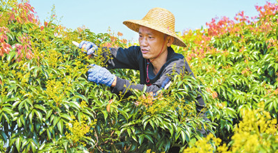 ?？谛阌^(qū)永興鎮(zhèn)永德村火山荔枝園搶抓時(shí)節(jié)疏花作業(yè)